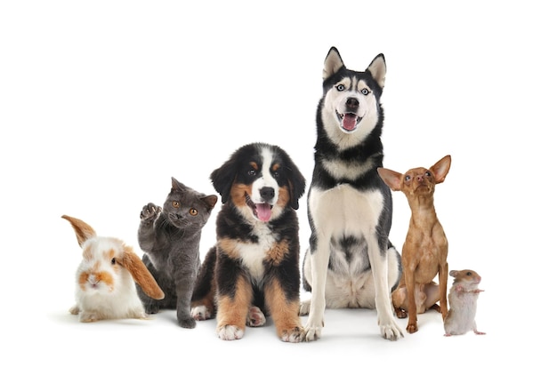Grupo de animais de estimação bonitos em fundo branco