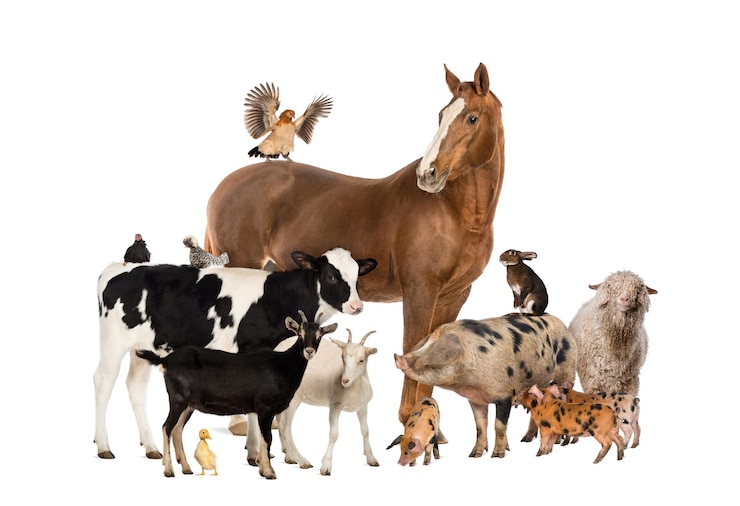Foto grupo de animais de estimação cão cavalo porco cabra vaca