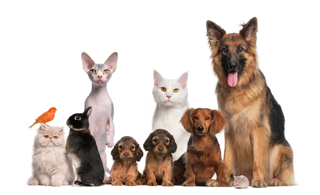 Foto grupo de animais de estimação: cão, gato, pássaro, coelho
