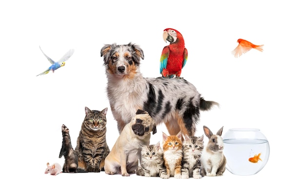 Grupo de animais de estimação posando em torno de um cão pastor australiano gato furão coelho roedor isolado em branco