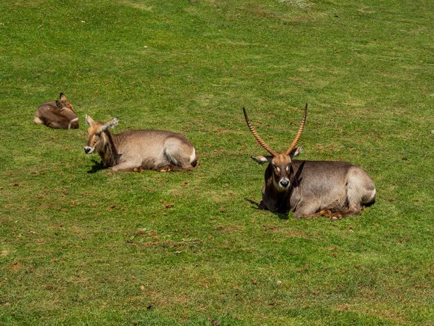 Grupo de antílopes gemsbok descansando em um campo