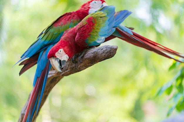 Grupo de arara colorida em galhos