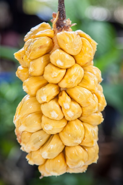 Grupo de arils chempedak frescos, uma fruta nativa da região sudeste da ásia.