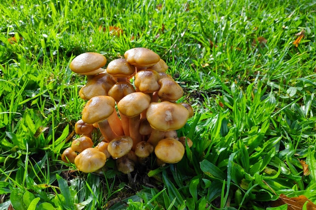 Grupo de Armillaria mellea