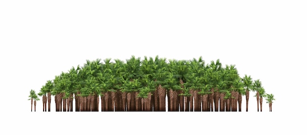 grupo de árvores isoladas em um fundo branco grandes árvores na floresta ilustração 3D cg render