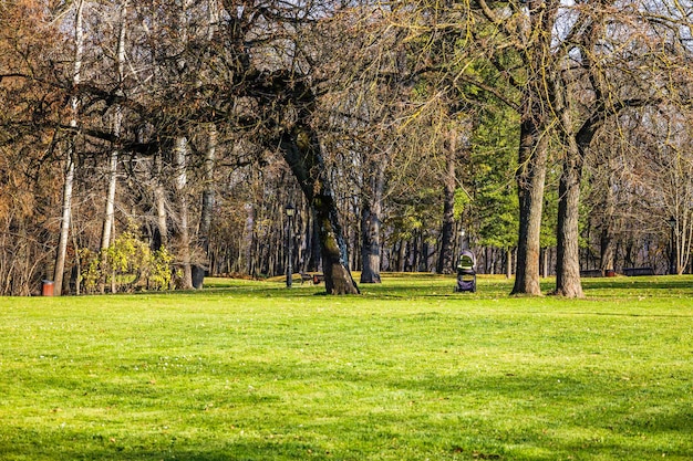 Grupo de árvores verdes em um gramado verde liso em um jardim de manutenção bem cuidado do parque