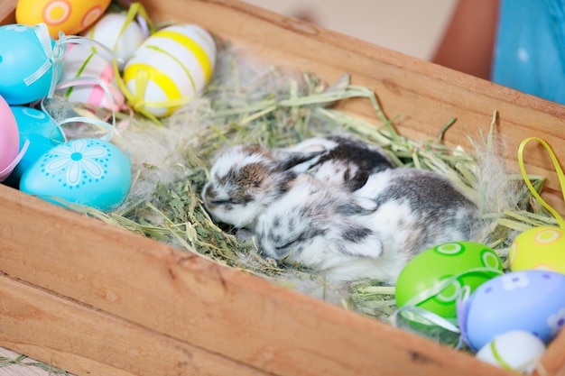 Grupo de bebês Holland lop coelhos no ninho com pele de mamãe e feno e decorar com ovos de Páscoa Feliz Páscoa Feliz feriado