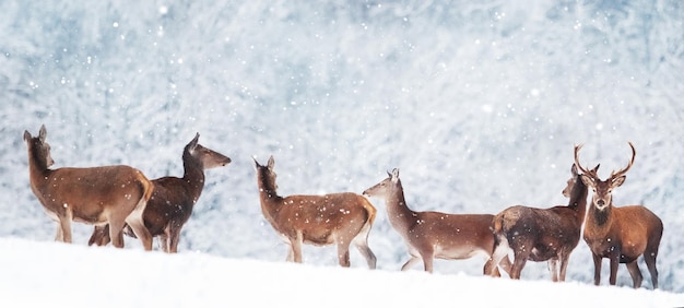 Grupo de belos cervos machos e fêmeas na floresta nevada Cervo nobre Cervus elaphus Imagem artística de inverno de Natal País das maravilhas do inverno Formato de banner