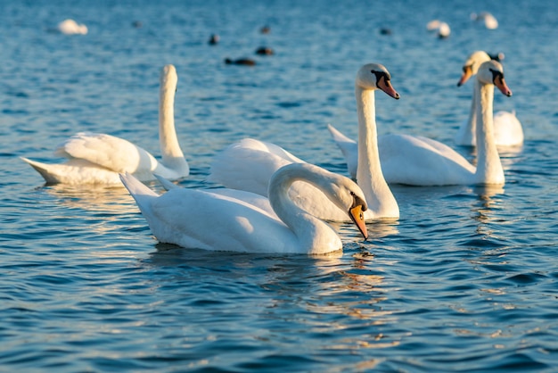 Grupo de belos cisnes no lago azul