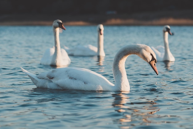 Grupo de belos cisnes no lago azul