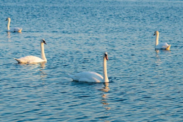 Grupo de belos cisnes no lago azul