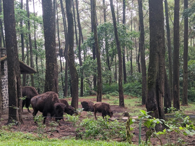 Foto grupo de bisontes no parque de safari do zoológico.