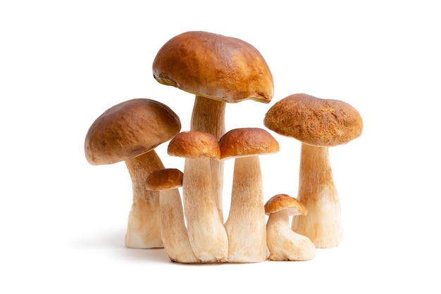 Grupo de boné marrom Boletus Edulis isolado no fundo branco. Cogumelos comestíveis na cozinha. Ninguém