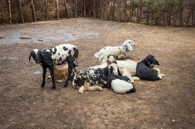 Grupo de cabra indiana ou ovelhas na aldeia