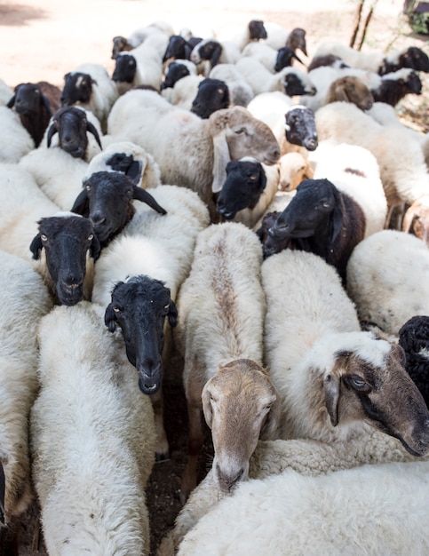 Foto grupo de cabras indianas ou ovelhas