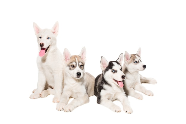 Grupo de cachorrinhos de husky siberiano feliz em branco. Cachorrinhos lindos