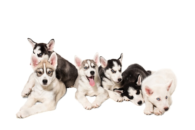 Grupo de cachorrinhos de husky siberiano feliz em fundo branco