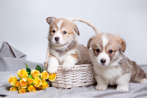 Grupo de cachorrinhos fofos de welsh corgi