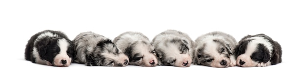 Grupo de cachorros mestiços dormindo em uma fileira isolada no branco