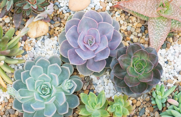 Grupo de cactos em uma panela, planta suculenta