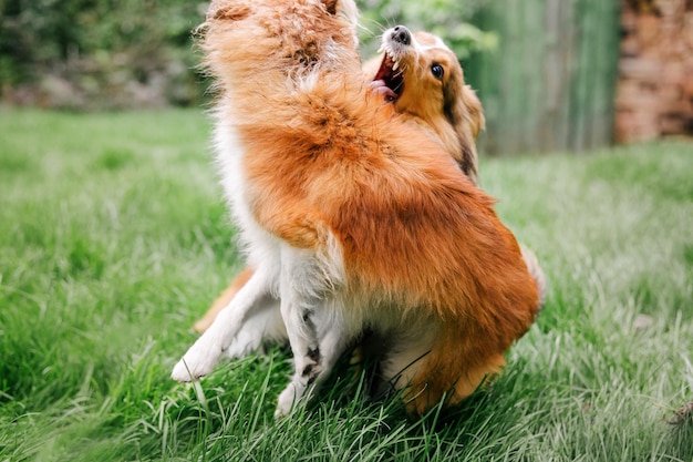 Grupo de cães brincando juntos