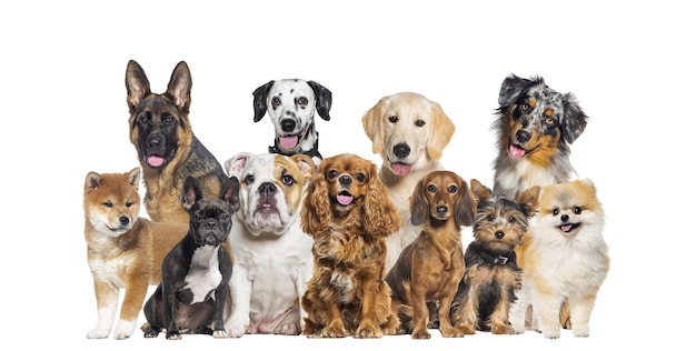 Grupo de cães de diferentes tamanhos e raças olhando para a câmera alguns fofinhos ofegantes ou felizes em uma fila isolada em branco