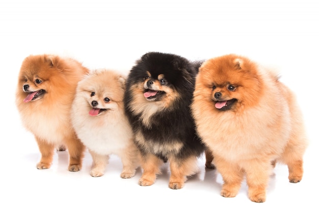 Grupo de cães spitz pomerânia