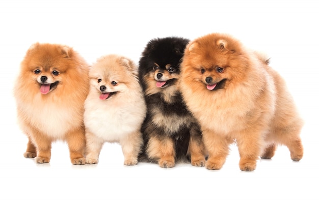 Grupo de cães spitz pomerânia