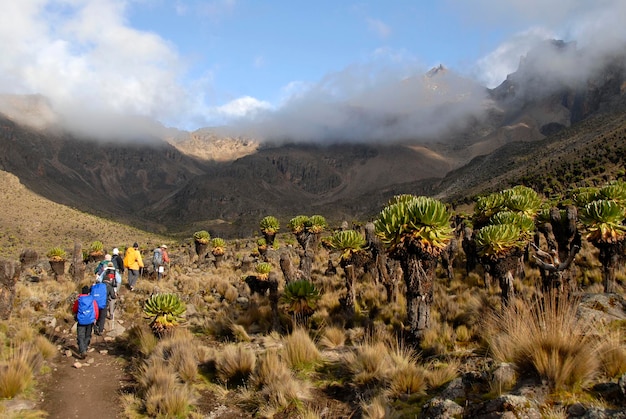Grupo de caminhantes em uma trilha entre endêmica gigante groundsel Senecio keniodendron com cumes