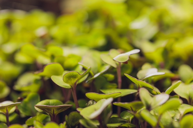 Grupo de campo microgreen de brotos verdes e roxos crescendo a partir de vegetais infantis do solo sob o sol