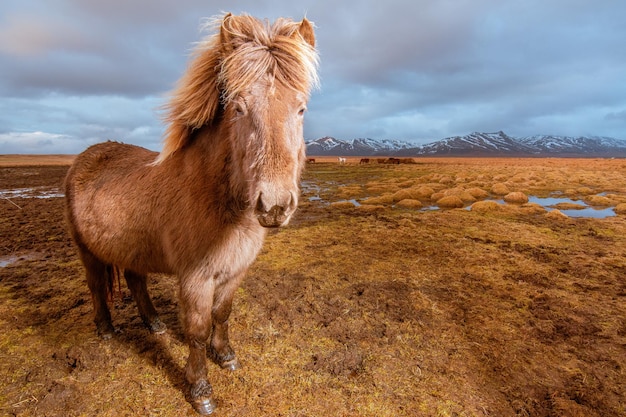 Grupo de cavalos islandeses com montanhas cobertas de neve ao fundo