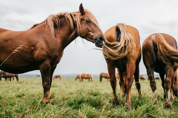 Grupo de cavalos selvagens no pasto comendo grama