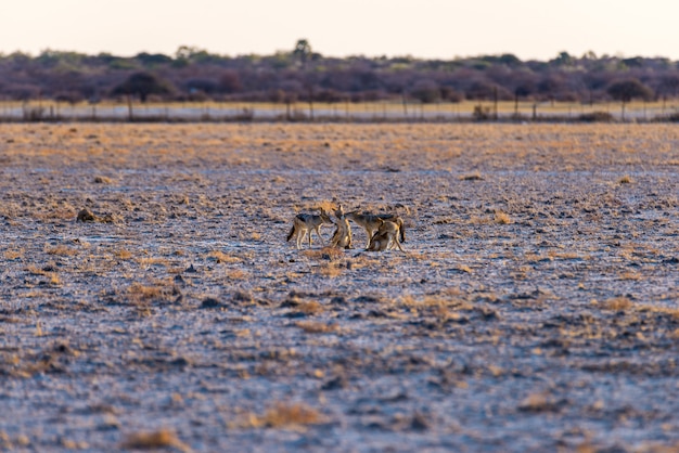 Grupo de chacais com suporte preto na panela do deserto ao pôr do sol. Parque Nacional de Etosha, o principal destino de viagem na Namíbia, África.