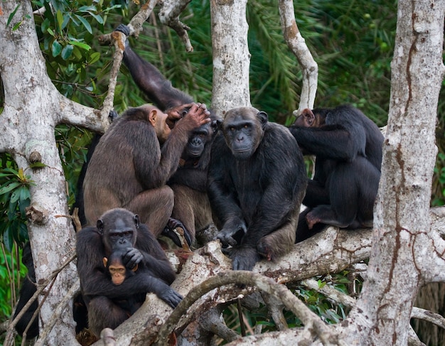 Grupo de chimpanzés sentados nos galhos do mangue