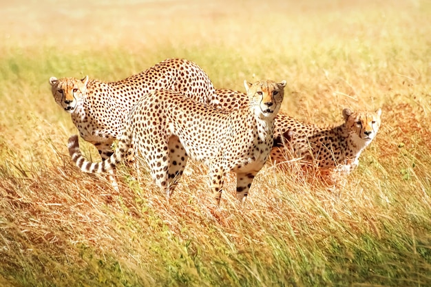 Grupo de chitas na savana africana áfrica tanzânia serengeti national park