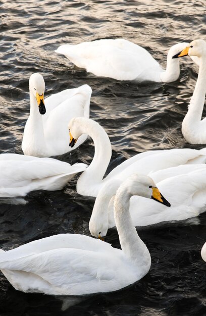 grupo de cisnes brancos nadando no lago