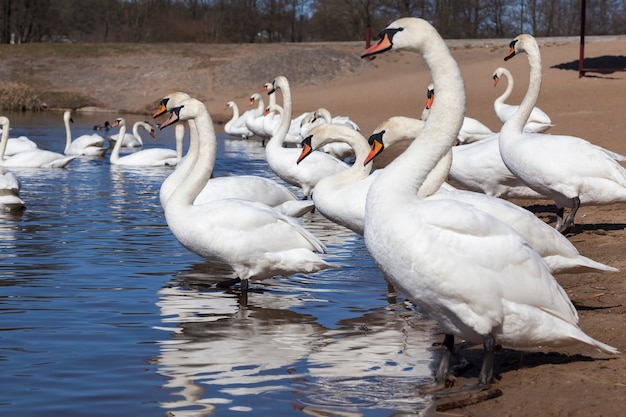 Grupo de cisnes na primavera, lindo grupo de aves aquáticas Pássaro de cisne no lago na primavera, lago ou rio com cisnes que chegaram à costa, closeup