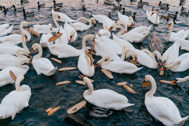 Grupo de cisnes no rio comendo pão