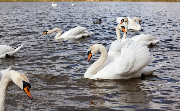 Grupo de cisnes