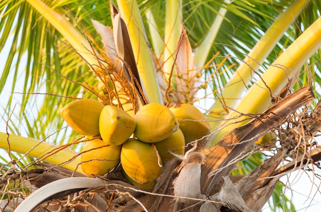 Grupo de cocos amarelos em palmeira