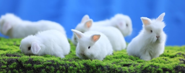 grupo de coelho branco na grama