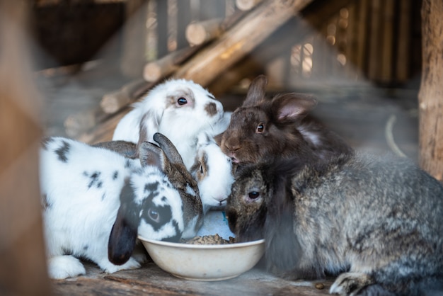 Grupo de coelhos fofos comendo comida.