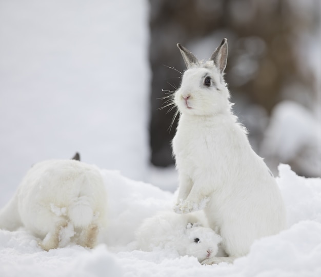 Grupo de coelhos na neve