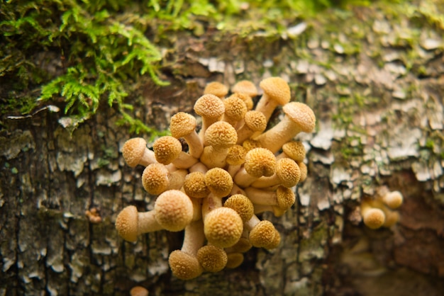 Grupo de cogumelos agáricos mel crescem em tronco de árvore na floresta de outono cogumelos comestíveis selvagens closeup