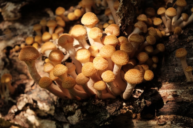 Grupo de cogumelos agáricos mel crescem em tronco de árvore na floresta de outono Cogumelos comestíveis selvagens closeup