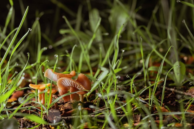 Grupo de cogumelos Laccaria laccata de perto