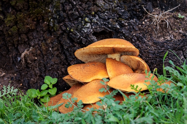 Grupo de cogumelos laranja crescendo em um prado.