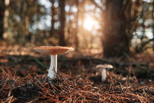 Grupo de cogumelos na floresta horizontalmente