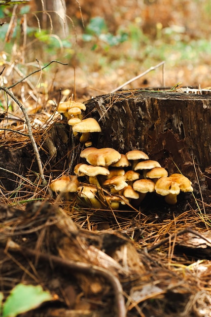 grupo de cogumelos na floresta perto de uma coleção de toco de árvore derrubada de colheita de legumes sazonais