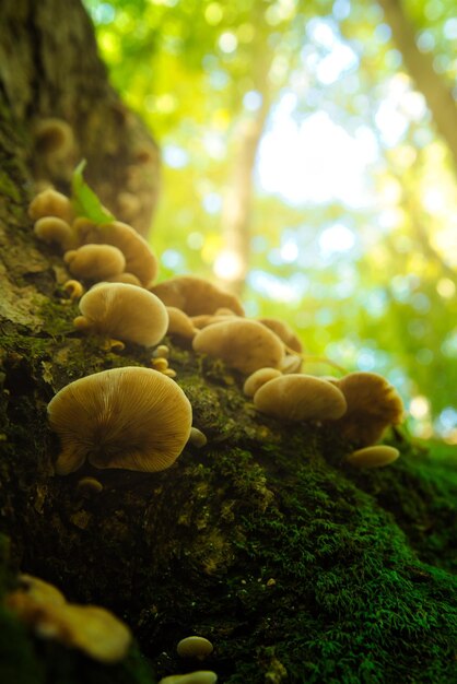 Grupo de cogumelos no tronco de árvore na floresta de outono